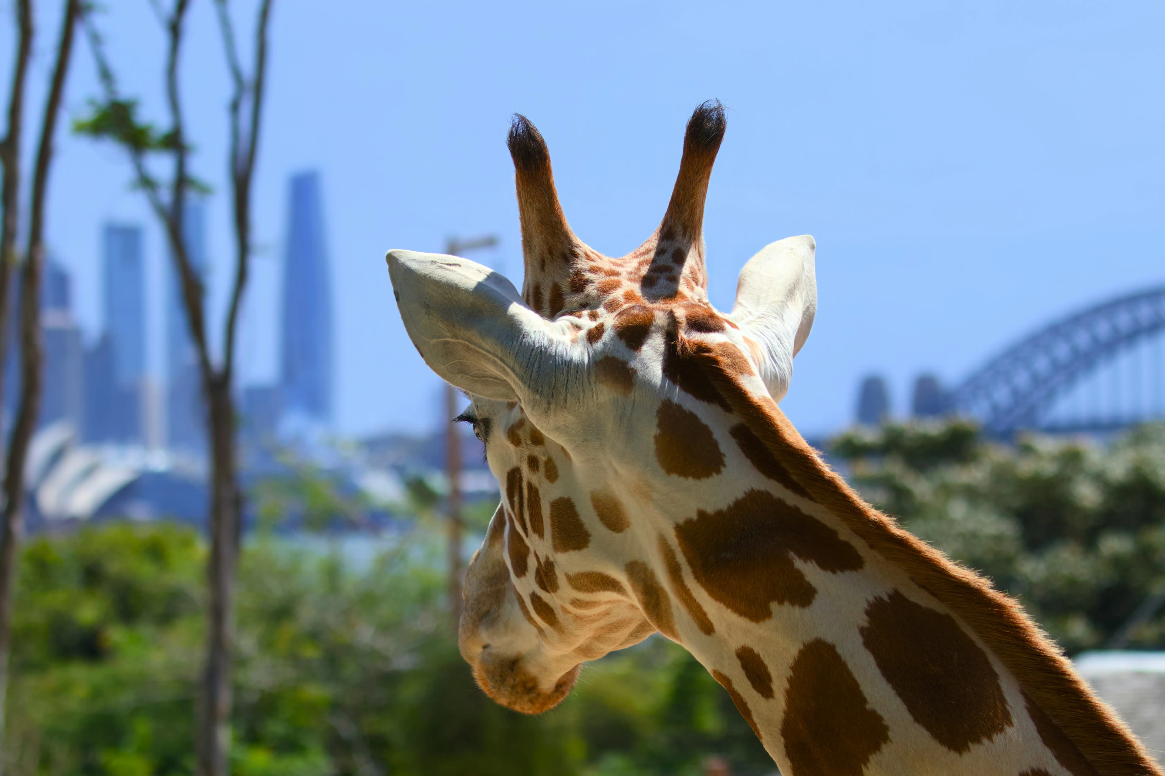 Taronga Zoo