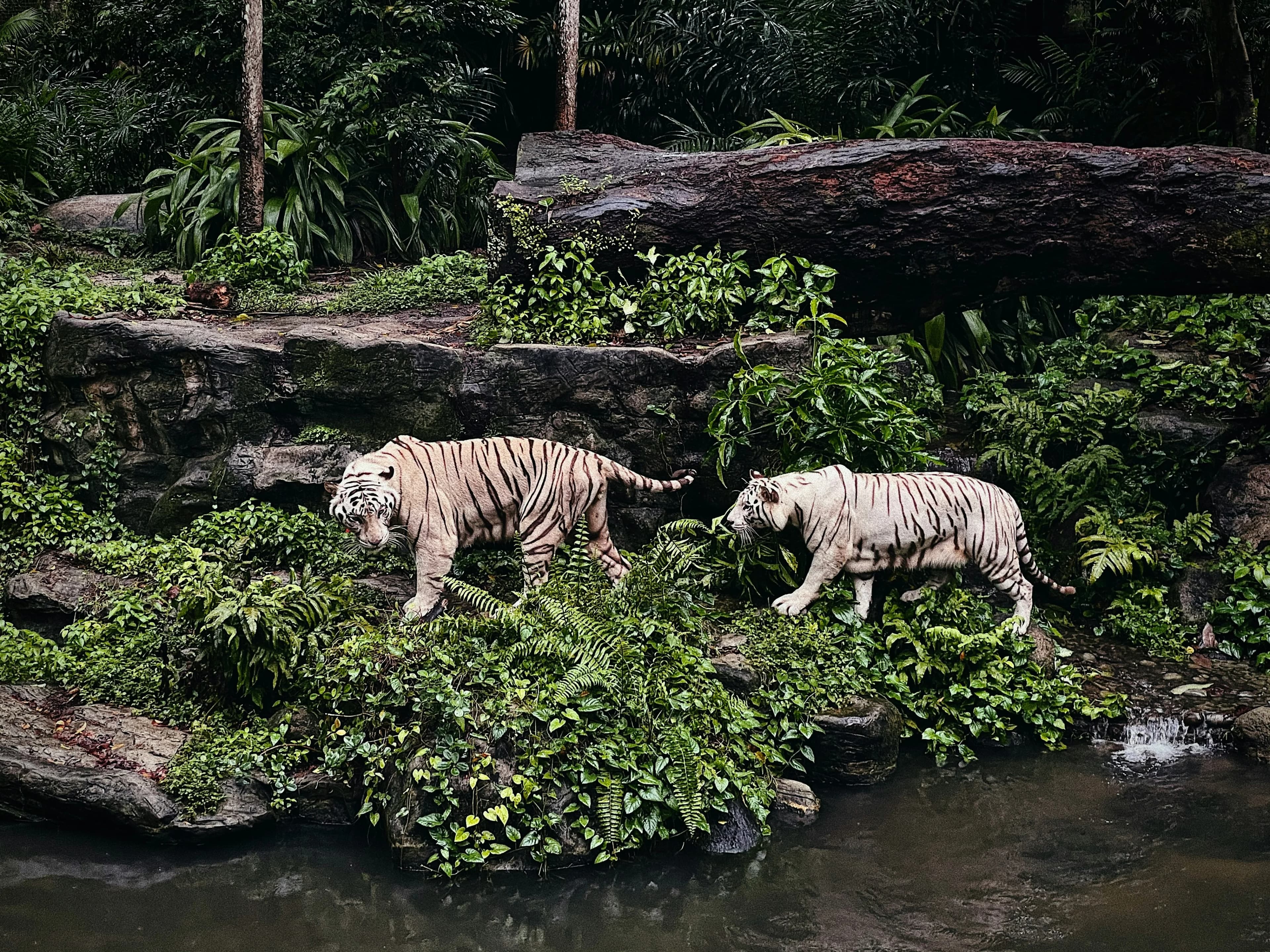Singapore Zoo