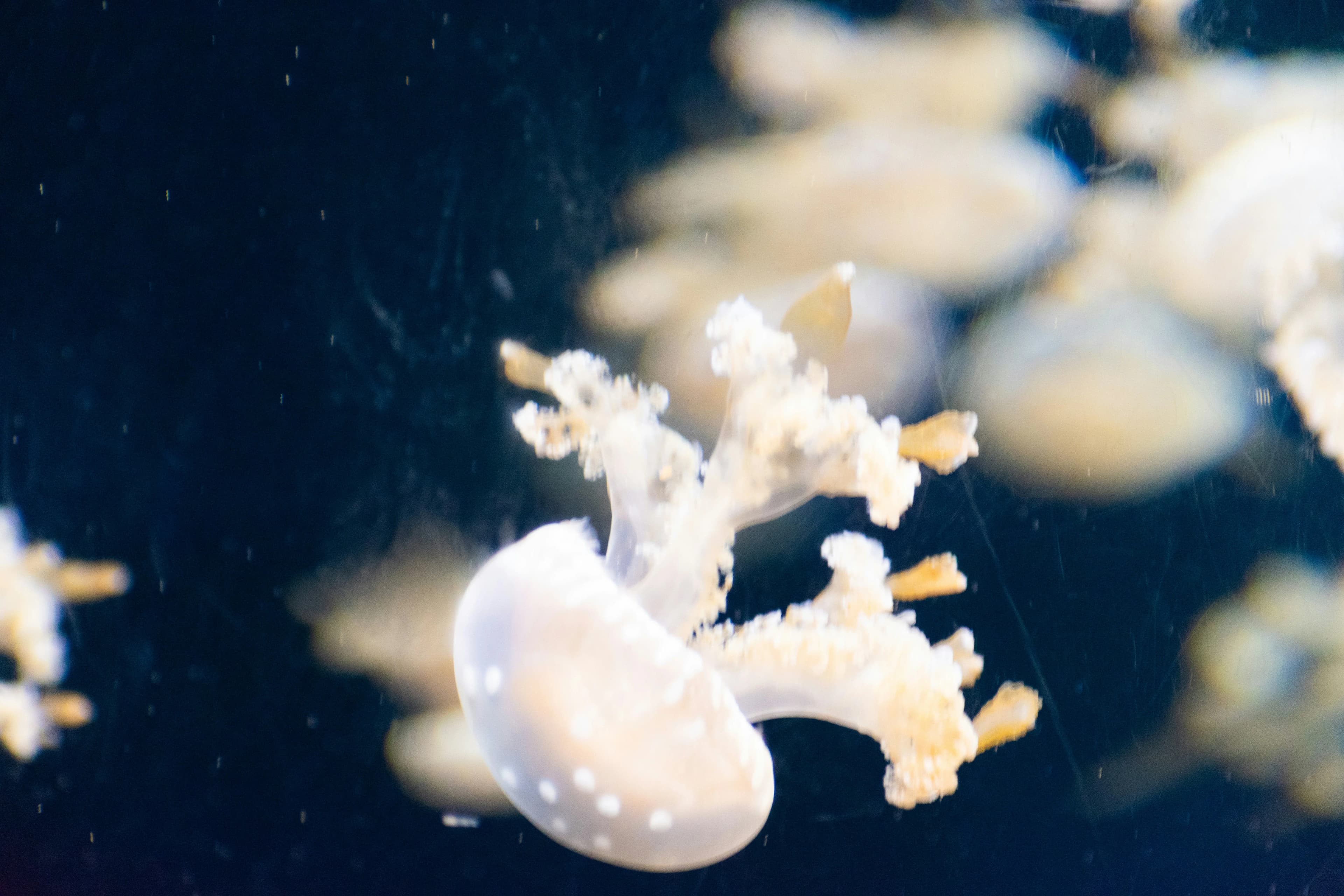 S.E.A. Aquarium (Sentosa)