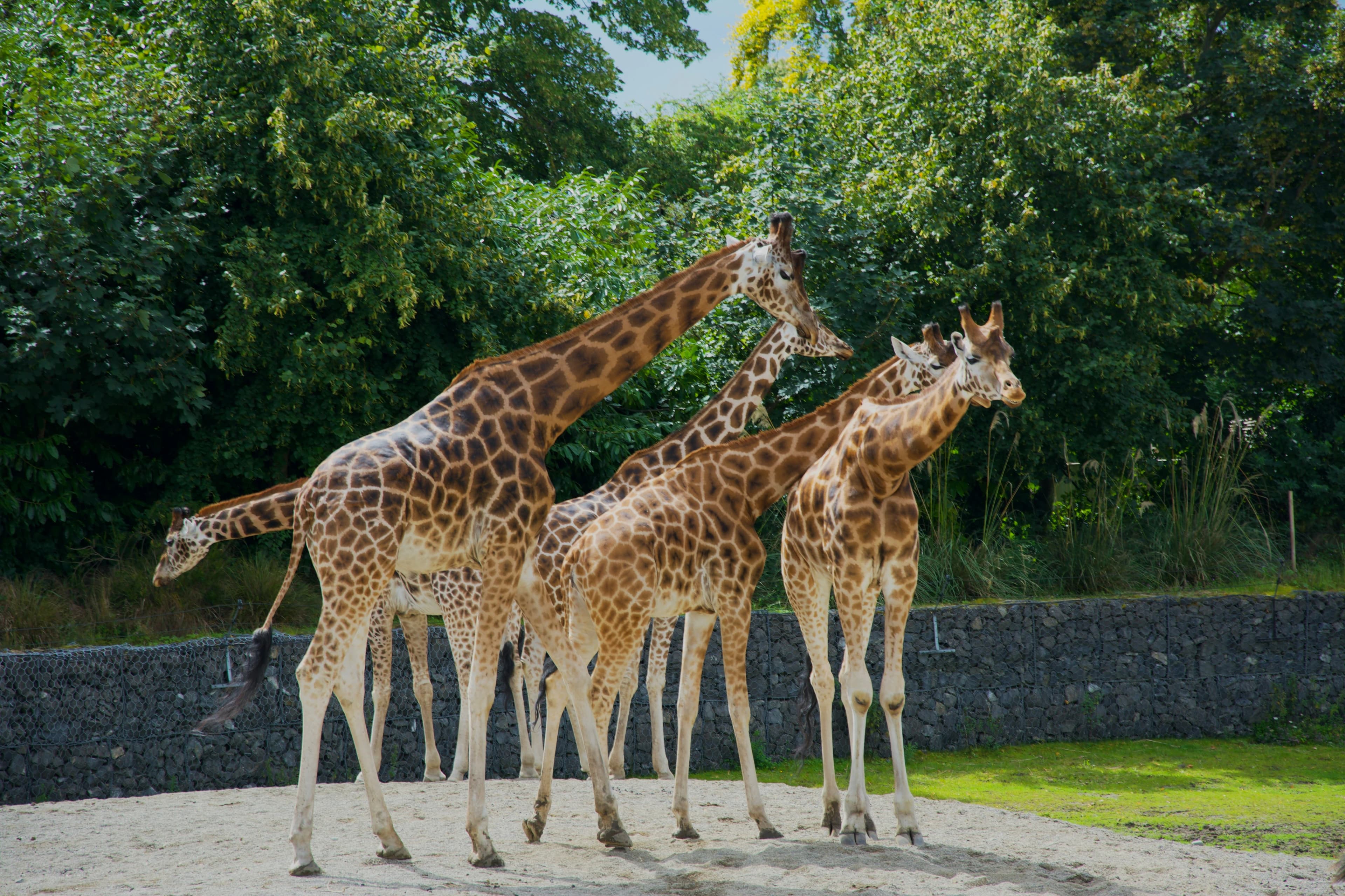 Dublin Zoo
