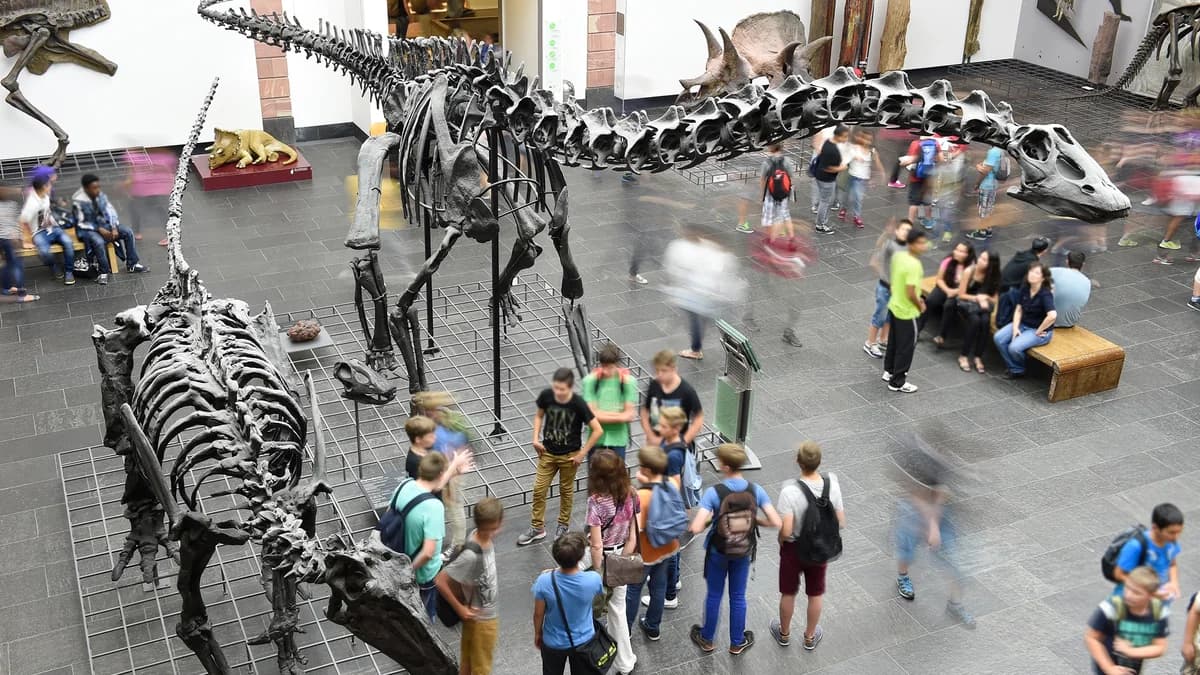 Senckenberg Natural History Museum